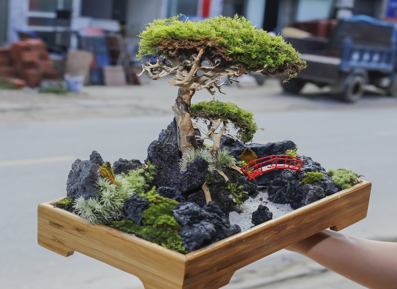 Cây trường sinh thảo được tận dụng để chế tạo ra dược liệu điều trị bệnh