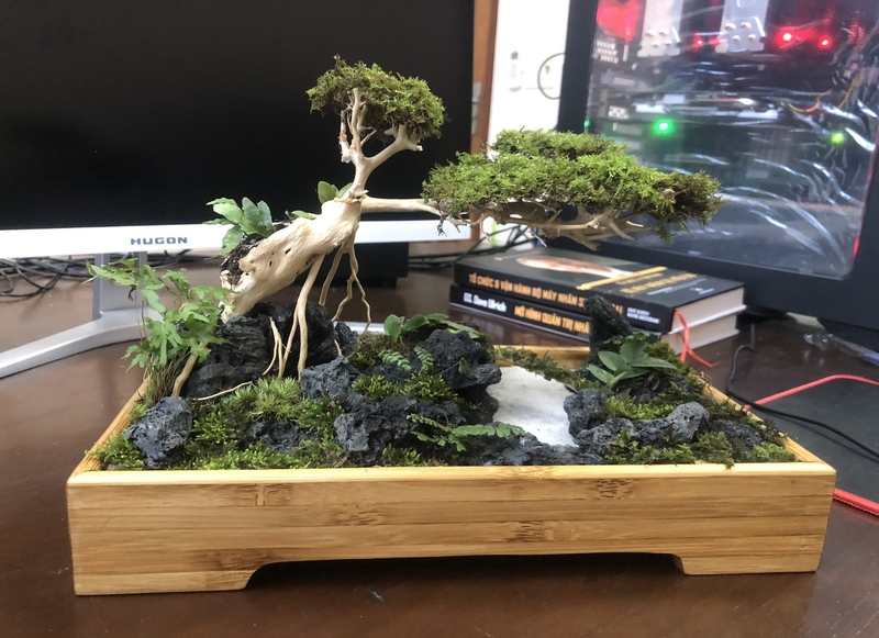 Cách trồng cây trường sinh thảo tại nhà một cách đơn giản