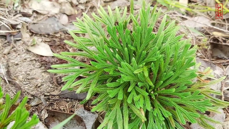 Cây trường sinh thảo là loại cây được sử dụng ở vùng núi đá