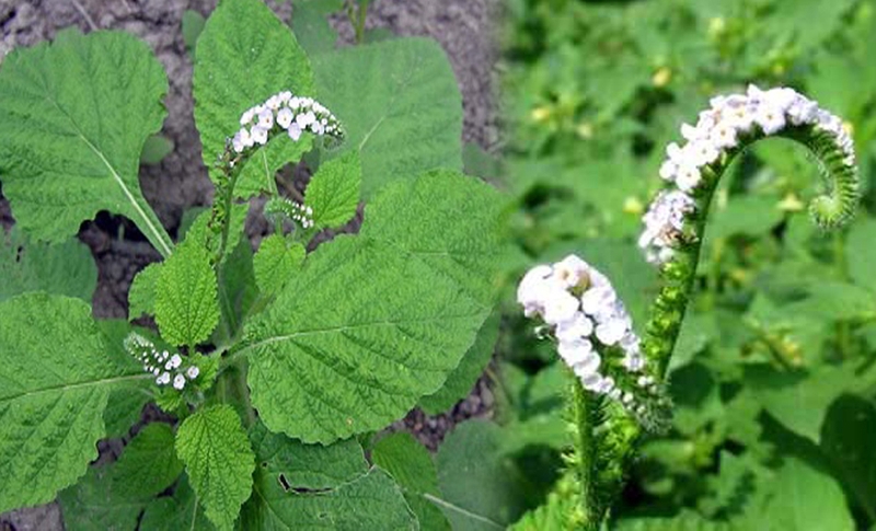 Bài thuốc quý chữa viêm xoang bằng cây vòi voi-2