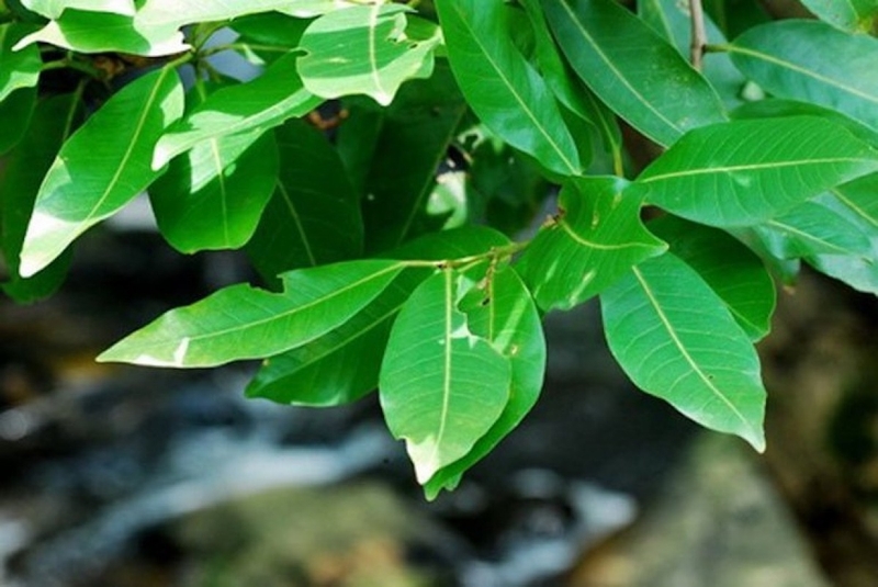 Uống nước vối hại thận 1