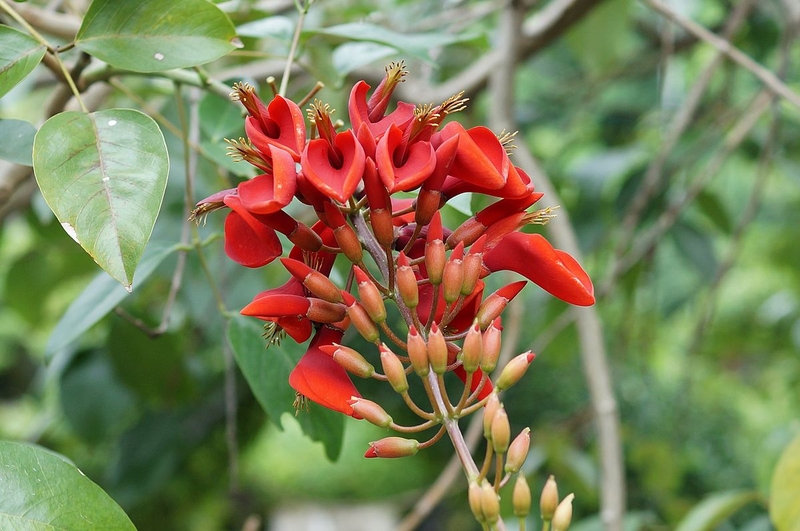 Cây vông nem có tác dụng gì? 1