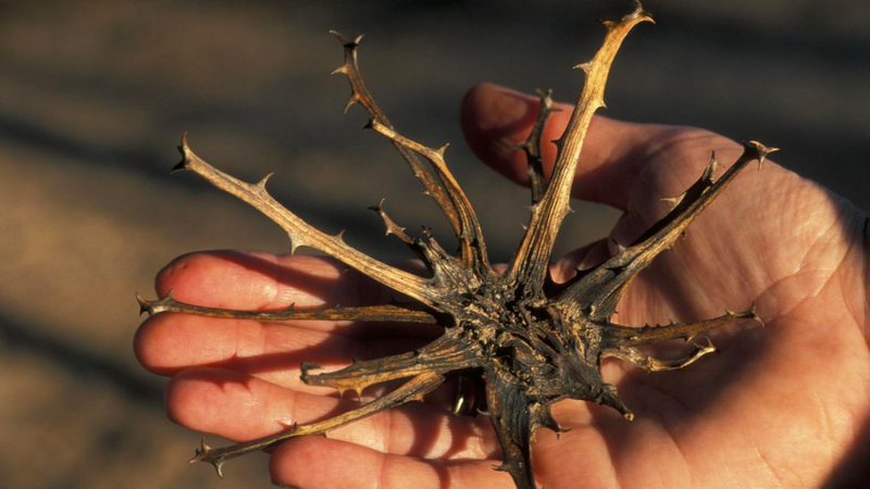 Cây vuốt quỷ: Loại thuốc có nhiều công dụng chữa bệnh 1.png