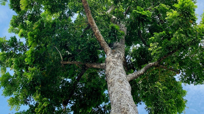 Cây xà cừ mang nhiều lợi ích về môi trường, kinh tế