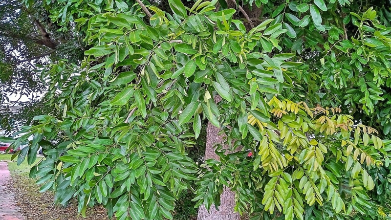 Cây xà cừ được trồng phổ biến tại đường phố Việt Nam