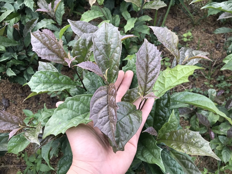 Cây xạ đen có mấy loại? Công dụng của cây xạ đen đối với sức khỏe 2