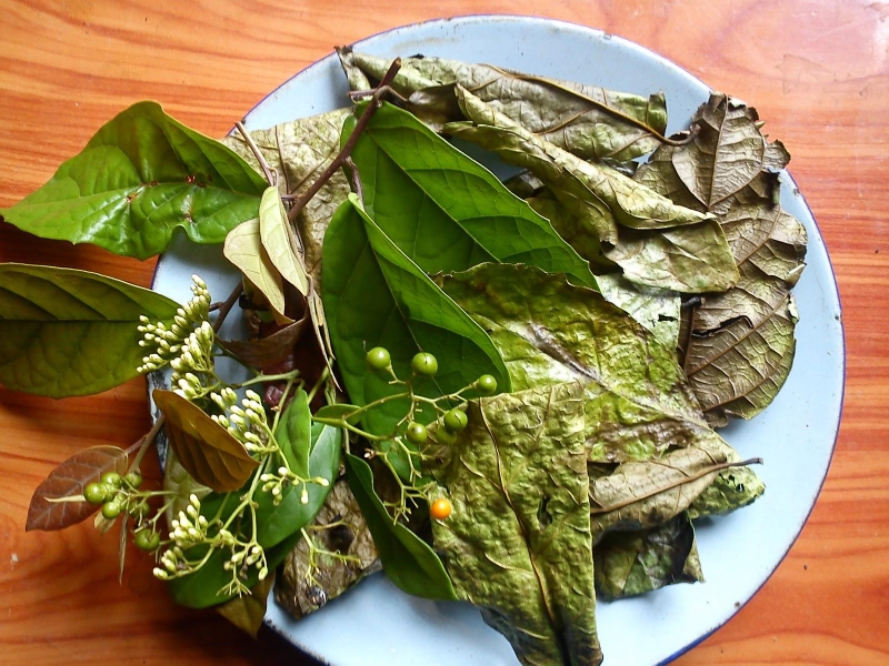 Cây xạ đen có mấy loại? Công dụng của cây xạ đen đối với sức khỏe 3