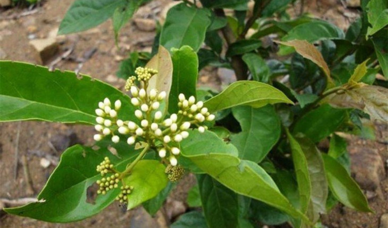 Cây xạ đen có tác dụng gì - Chữa bệnh được không?
