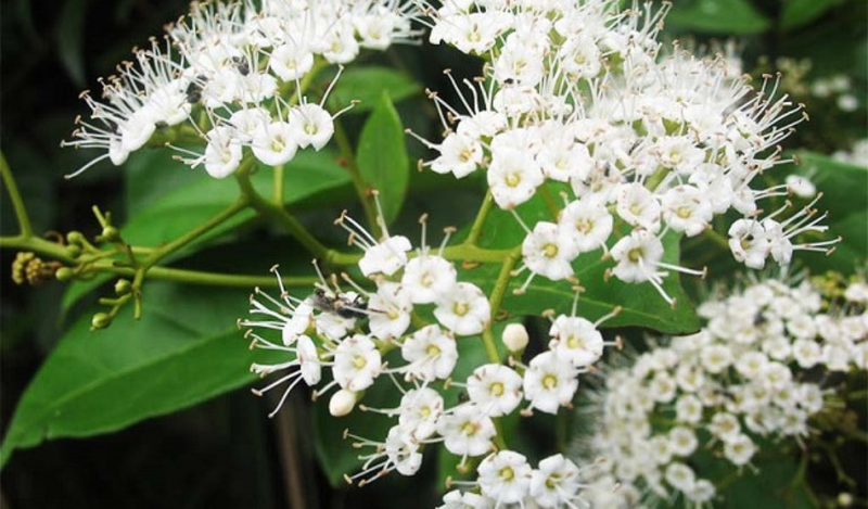 Đặc điểm của cây xạ đen