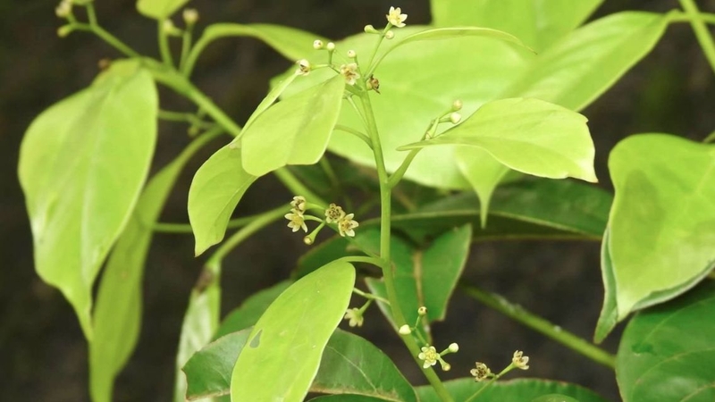 Tinh dầu cây xá xị chứa nhiều hợp chất đang được nghiên cứu về hoạt tính sinh học
