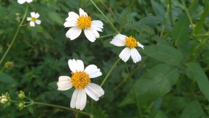 Cây xuyến chi ghi nhận nhiều nhóm hoạt chất như porphyrin, polyynes, terpenoid và flavonoid