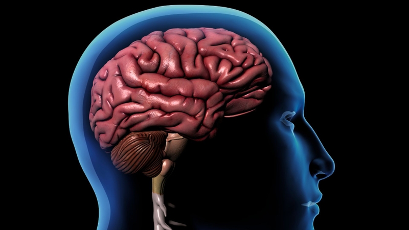 Cerebrum là gì? Thông tin quan trọng về cerebrum hay còn gọi là đại não 1