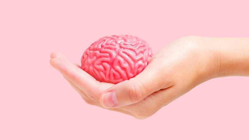 Cerebrum là gì? Thông tin quan trọng về cerebrum hay còn gọi là đại não 2