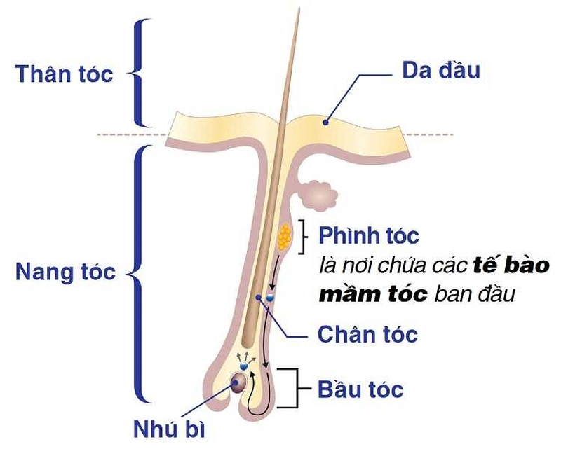 Chân tóc bị teo và rụng: dấu hiệu, nguyên nhân và phương pháp điều trị 2