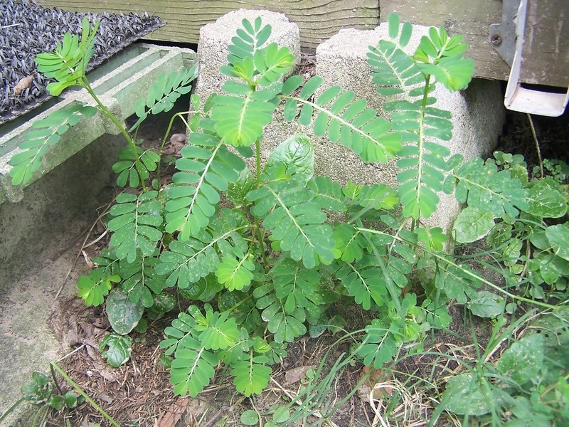 Chanca Piedra là dược liệu gì? -1