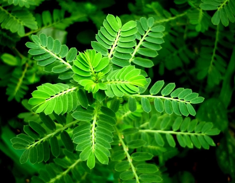 Chanca Piedra là dược liệu gì? -3