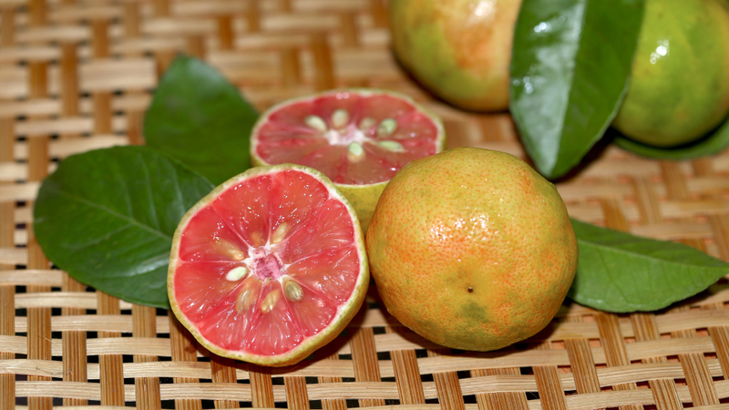 chanh-dao-ngam-mat-ong-giup-tri-benh-gi-loi-ich-cua-chanh-dao-ngam-mat-ong 1