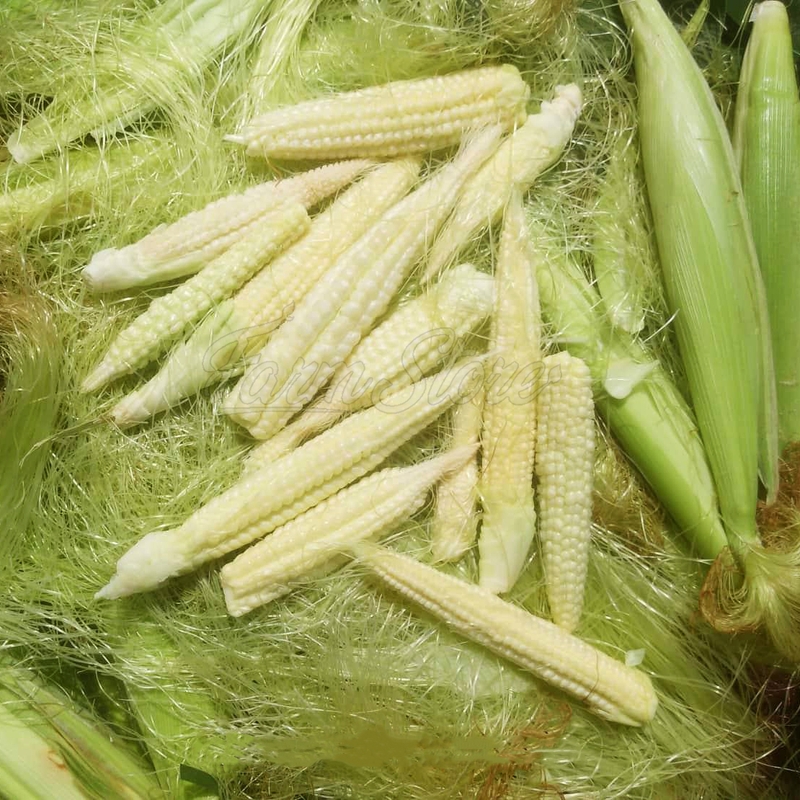 Top 5 cách nấu cháo bắp non cho bé ăn dặm thơm ngon bổ dưỡng 1