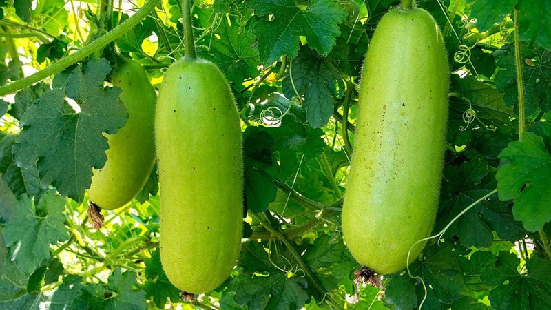 Top 5 cách nấu cháo bí đao cho bé ăn dặm bổ dưỡng 1