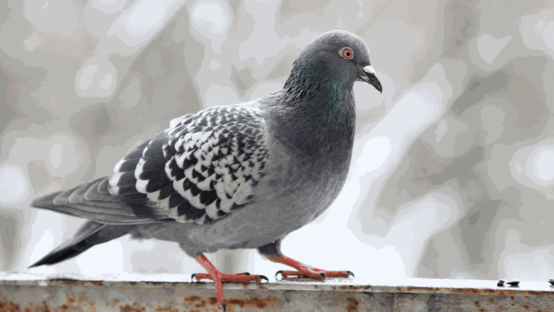 5 tác dụng của cháo bồ câu hạt sen đối với sức khỏe 1