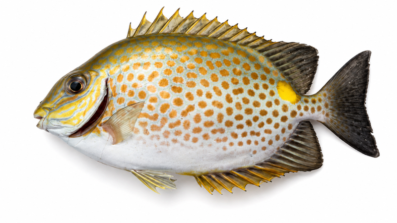 Cá dìa giàu omega-3, protein và dưỡng chất, hỗ trợ phát triển não bộ, xương và thị lực cho bé