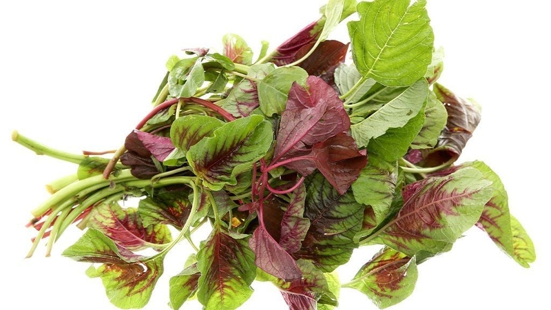 Rau dền là loại rau chứa nhiều sắt, tốt cho sức khỏe