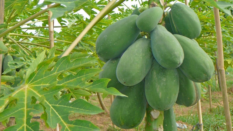 Đu đủ xanh nấu cháo cung cấp vitamin A, B1, C, E