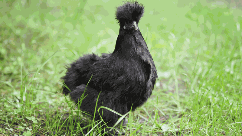 cháo gà ác hạt sen món ăn dinh dưỡng cho sức khỏe toàn diện 1