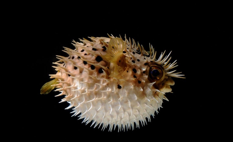 Khám phá sự thật về top 5 chất độc mạnh nhất thế giới 2