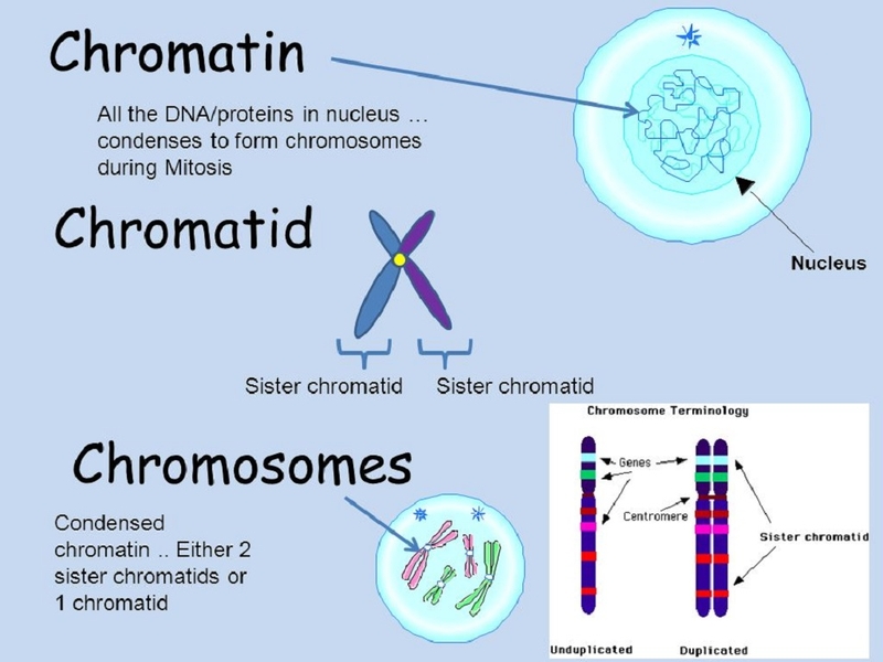 Chất nhiễm sắc là gì? Cấu trúc và chức năng của chất nhiễm sắc 3