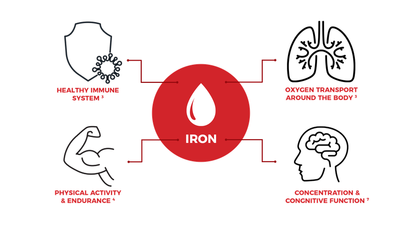 Chất sắt và những vai trò quan trọng với cơ thể 3