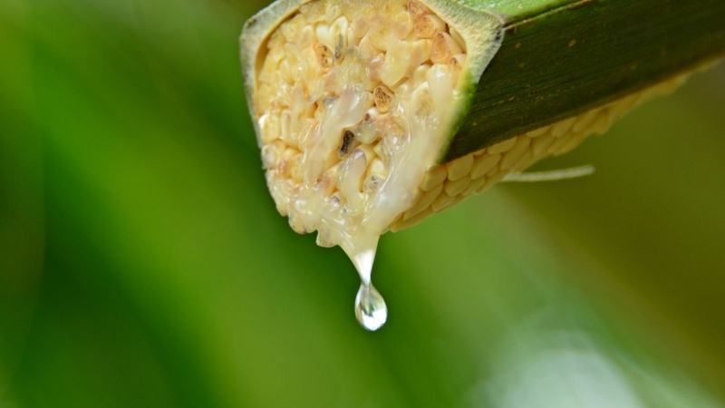 Các chất tạo ngọt tự nhiên phổ biến: Ưu điểm và cách sử dụng hiệu quả 1