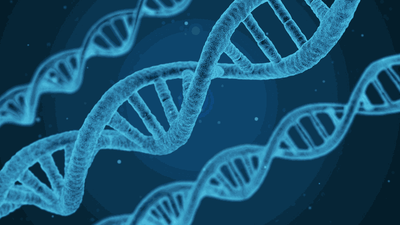 Chế độ ăn kiêng DNA là gì? 1