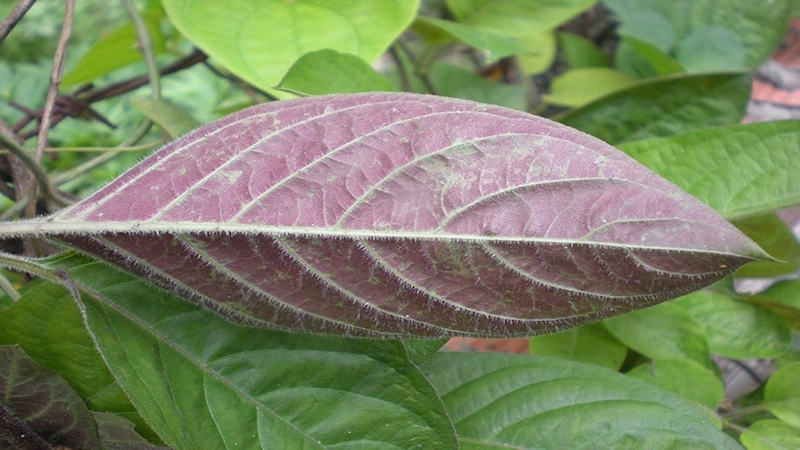 Các loại thực phẩm nên dùng cho chế độ ăn viêm đại tràng