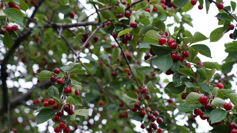 Một số giống cherry có vị chua hoặc hơi đắng tự nhiên