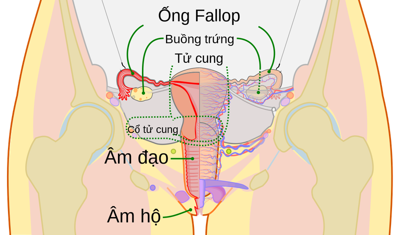 Chỉ số Bishop là gì trong sản khoa? Chỉ số này có ý nghĩa như thế nào? 2