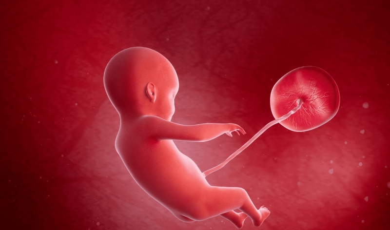 Chỉ số siêu âm tuần 22 ở thai nhi cho thấy điều gì? 1