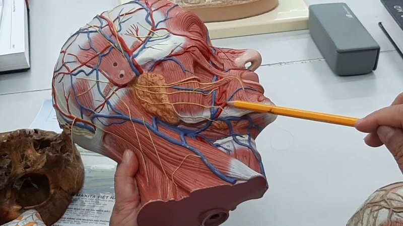 chi-tiet-hinh-anh-giai-phau-dau-co 3.jpg