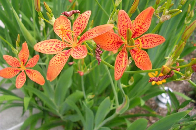 Chia sẻ phương pháp sử dụng lá rẻ quạt chữa viêm họng 3