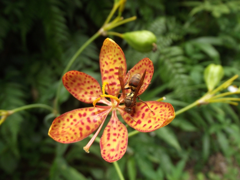 Chia sẻ phương pháp sử dụng lá rẻ quạt chữa viêm họng 1