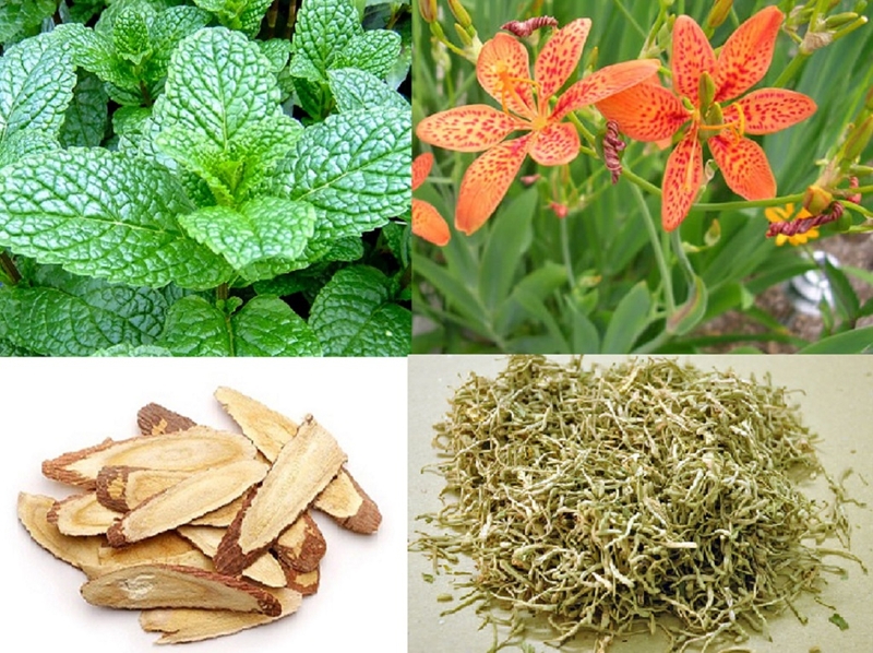 Chia sẻ phương pháp sử dụng lá rẻ quạt chữa viêm họng 2