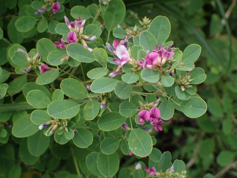 Chia sẻ từ bác sĩ: Kim tiền thảo uống chung với thuốc Tây được không? 1