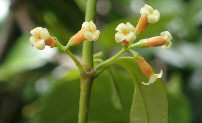 Chiết xuất alyxia stellata là gì? Có tác dụng gì? 1