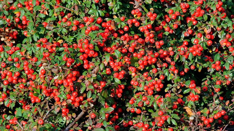 Chiết xuất Bearberry được lấy từ lá của cây dâu gấu