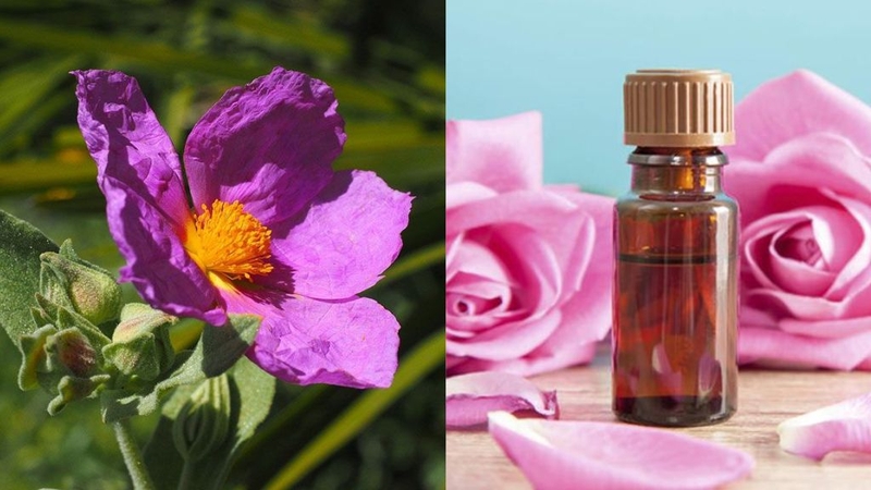 Chiết xuất hoa hồng đá và những điều cần biết 1
