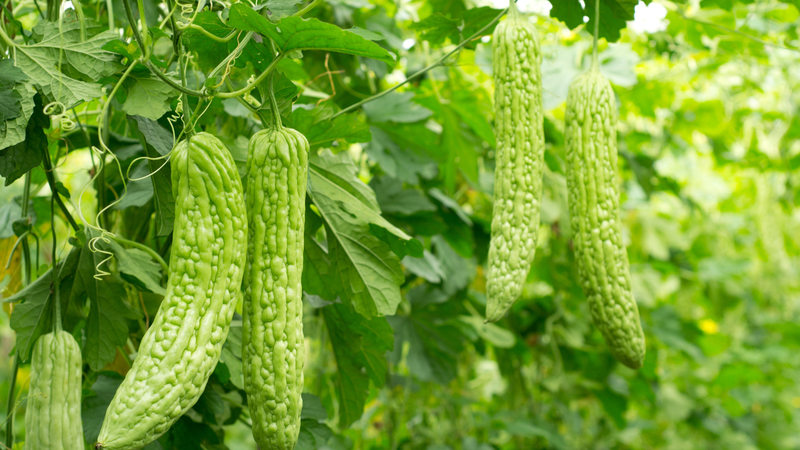 Chiết xuất khổ qua có thành phần được sử dụng rộng rãi trong y học cổ truyền