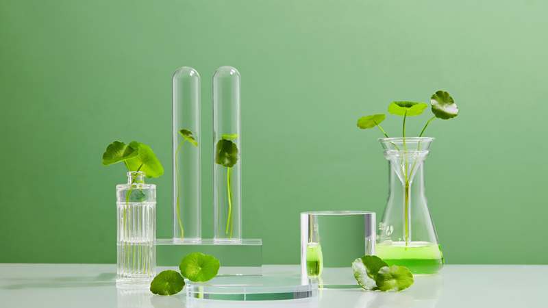 Chiết xuất rau má có tác dụng gì đối với làn da? Những lưu ý quan trọng khi sử dụng 1