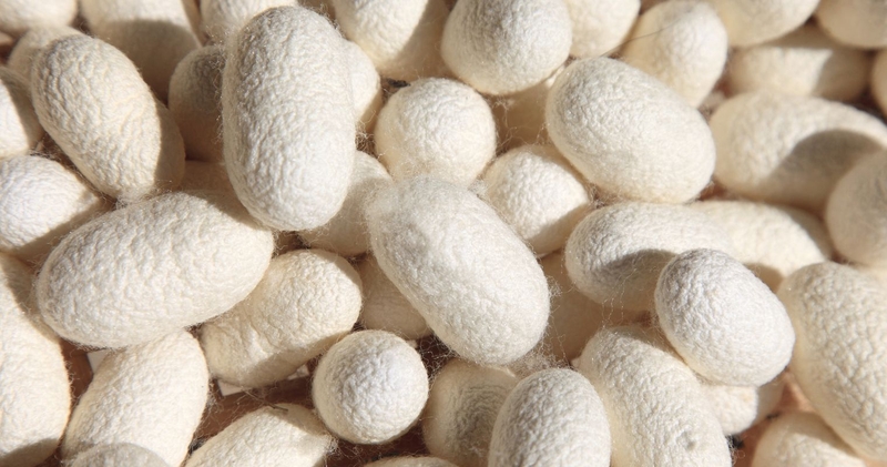 Chiết xuất tơ tằm thủy phân và lợi ích trong sản phẩm dưỡng da 2