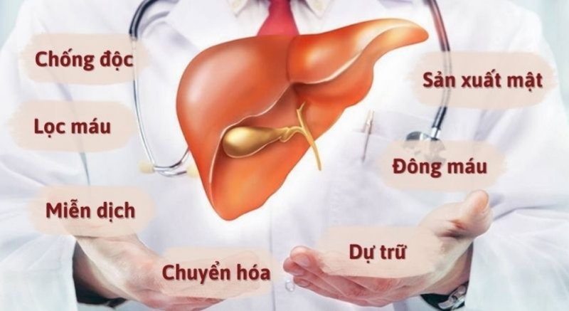 Chiều cao gan bình thường là bao nhiêu? Những bất thường liên quan đến chiều cao gan 1