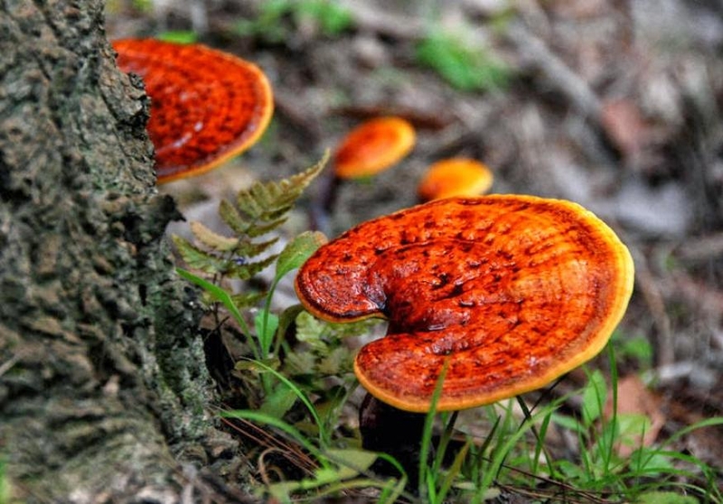 uong-nam-linh-chi-bi-noi-mun-co-that-khong-2